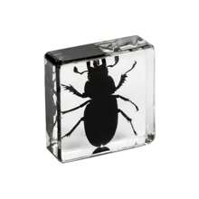 1pc Resin Insect Animal Bookend, Over 100 Unique Beetle, Spider, Scorpion, Ant, Ladybug, Grasshopper, Octopus, Butterfly, Dragonfly, Rhinoceros Beetle, Bee, Dung Beetle, Firefly Insect Model Collection, Craft, Educational Display - 3.8cm Square Insect Specimen - View 34
