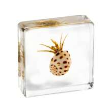 1pc Resin Insect Animal Bookend, Over 100 Unique Beetle, Spider, Scorpion, Ant, Ladybug, Grasshopper, Octopus, Butterfly, Dragonfly, Rhinoceros Beetle, Bee, Dung Beetle, Firefly Insect Model Collection, Craft, Educational Display - 3.8cm Square Insect Specimen - View 30