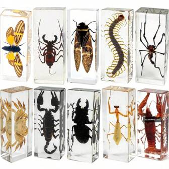 1 pieza Gran set con caja de especímenes de insectos que incluye una araña gigante real de 8 patas, langosta, insecto palo, mantis religiosa, escarabajo, cangrejo, ciempiés y modelos de animales venenosos de escorpión gigante de resina , talla grande de 50 ciempiés gigantes permanentemente preservados.