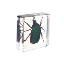 1pc Resin Insect Animal Bookend, Over 100 Unique Beetle, Spider, Scorpion, Ant, Ladybug, Grasshopper, Octopus, Butterfly, Dragonfly, Rhinoceros Beetle, Bee, Dung Beetle, Firefly Insect Model Collection, Craft, Educational Display - 3.8cm Square Insect Specimen - View 21