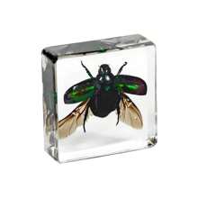1pc Resin Insect Animal Bookend, Over 100 Unique Beetle, Spider, Scorpion, Ant, Ladybug, Grasshopper, Octopus, Butterfly, Dragonfly, Rhinoceros Beetle, Bee, Dung Beetle, Firefly Insect Model Collection, Craft, Educational Display - 3.8cm Square Insect Specimen - View 28