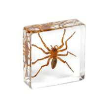 1pc Resin Insect Animal Bookend, Over 100 Unique Beetle, Spider, Scorpion, Ant, Ladybug, Grasshopper, Octopus, Butterfly, Dragonfly, Rhinoceros Beetle, Bee, Dung Beetle, Firefly Insect Model Collection, Craft, Educational Display - 3.8cm Square Insect Specimen - View 14