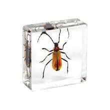 1pc Resin Insect Animal Bookend, Over 100 Unique Beetle, Spider, Scorpion, Ant, Ladybug, Grasshopper, Octopus, Butterfly, Dragonfly, Rhinoceros Beetle, Bee, Dung Beetle, Firefly Insect Model Collection, Craft, Educational Display - 3.8cm Square Insect Specimen - View 17