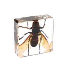 1pc Resin Insect Animal Bookend, Over 100 Unique Beetle, Spider, Scorpion, Ant, Ladybug, Grasshopper, Octopus, Butterfly, Dragonfly, Rhinoceros Beetle, Bee, Dung Beetle, Firefly Insect Model Collection, Craft, Educational Display - 3.8cm Square Insect Specimen - View 24