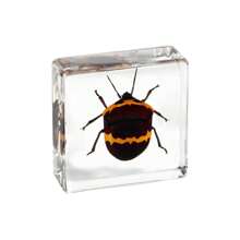 1pc Resin Insect Animal Bookend, Over 100 Unique Beetle, Spider, Scorpion, Ant, Ladybug, Grasshopper, Octopus, Butterfly, Dragonfly, Rhinoceros Beetle, Bee, Dung Beetle, Firefly Insect Model Collection, Craft, Educational Display - 3.8cm Square Insect Specimen - View 29