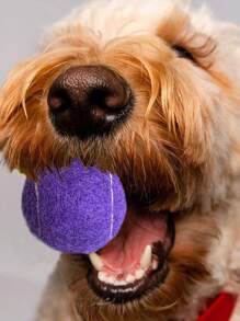 4 piezas/paquete Pelotas de tenis de alta densidad y alta elasticidad premium para entrenamiento y ejercicio, incluye bolsa de red portátil para uso en interiores y exteriores, juguete para mascotas - Morado - Ver 9