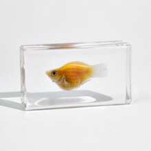 1 Pc Oversized 7.3cm Large Marine Ocean Creature Resin Specimen, Includes Fish, Turtle, Crab And Other Land/Air Insects, Transparent Preserved Collectible Display Model, Minimalist Home Decor - Multicolor - View 5