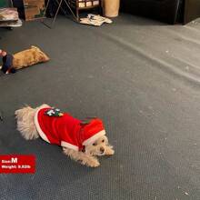 1 pieza Ropa para mascotas, disfraz navideño de reno de franela cálido para perro/gato, éxito viral, adecuado para fiestas de Año Nuevo