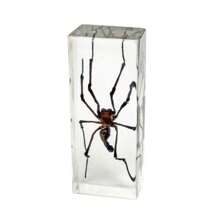 1 件大型盒装昆虫标本套装，包括真正的 8 条腿巨型蜘蛛、蝗虫、竹节虫、螳螂、甲虫、螃蟹、千足虫和巨型蝎子树脂水晶工艺品，50 多个永久保存的巨型蜈蚣有毒动物模型