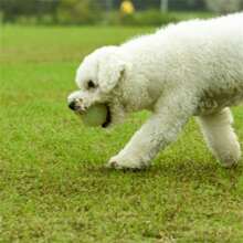 Leuchtender Gummiball für Hunde - Strapazierfähiges, kaubeständiges Spielzeug, geeignet für alle Hunderassen - Interaktives Spiel, förderlich für die Zahngesundheit - Weiss - Übersicht 7
