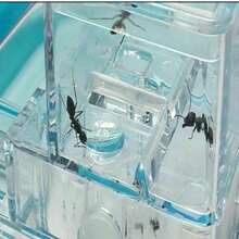 Ant Farm Castle 2.0 With Connecting Tube, Ant Habitat Science Learning Kit, Study Insect Behavior At Home & School, Plant Based Blue Gel 3D Maze Ecosystem - White - View 11