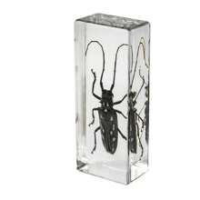 1 件大型盒装昆虫标本套装，包括真正的 8 条腿巨型蜘蛛、蝗虫、竹节虫、螳螂、甲虫、螃蟹、千足虫和巨型蝎子树脂水晶工艺品，50 多个永久保存的巨型蜈蚣有毒动物模型