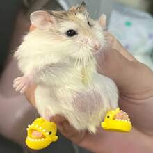 1 par de lindas zapatillas de casa con diseño de hámster de dibujos animados y oso dorado, zapatillas de casa coloridas, zapatillas de tiburón en miniatura, accesorios para fotos, zapatos de muñeca