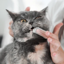 6pcs/Set Silicone Pet Finger Toothbrush, Suitable For Cats & Dogs, Improve Your Pet's Oral Health - Clear - View 5