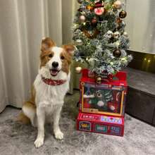 尖刺狗项圈 - 时尚皮革狗项圈 - 2 英寸宽，适合中型和大型犬 - 例如斗牛犬獒犬 - 黑色铆钉和黑色皮革，24 英寸 - 黑色 - 查看 4