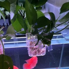 Aquarium Plant Holder Cup, Wall-Mounted Fish Tank Aquatic Plant Planter Cup, Easy To Install For Submerged And Floating Aquatic Plants Decoration