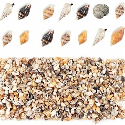 600 sztuk ręcznie robionych mieszanych muszelek plażowych Ocean Beach, hurtowo do wystroju domu, imprezy tematycznej na plaży, rękodzieła, dekoracji ślubnych, wypełniacza wazonu (7-12 mm) najlepsze prezenty