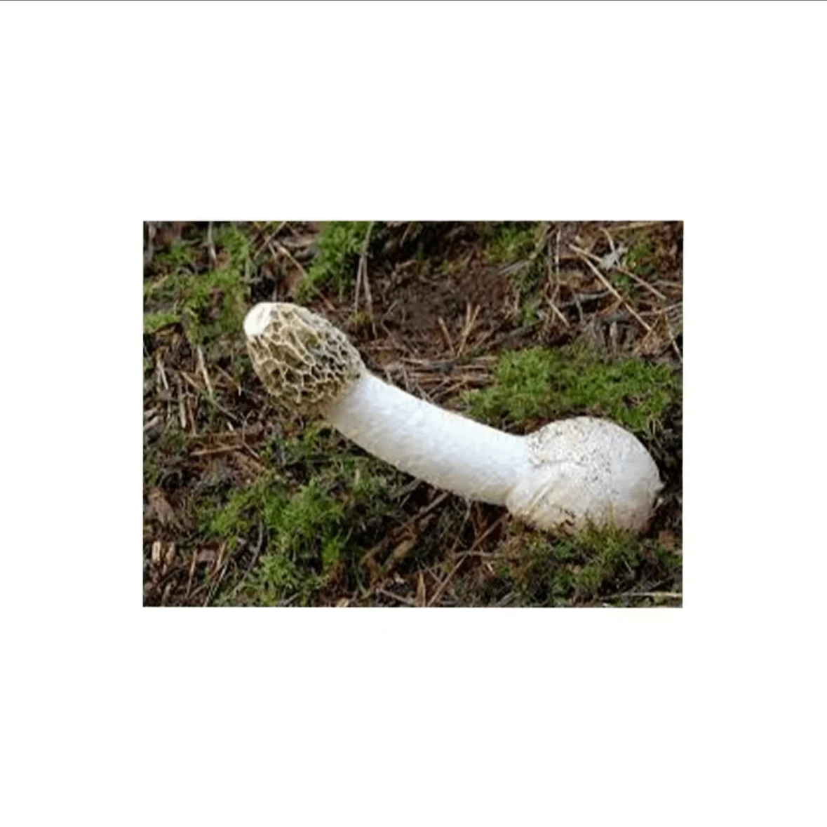 Nature Calendar 2025 Monthly Writing Planner Monthly Planning Wall