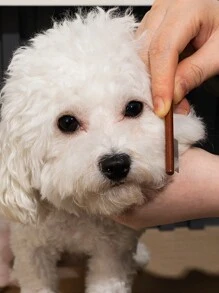 宠物美容套装：迷你泪痕梳 + 剪刀套装、猫狗面部清洁和刷牙工具、照顾您的宠物