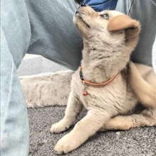 Glow-In-The-Dark Reflective Pet Collars With Bells For Small Dogs And Cats Keep Your Pets And Visible At Night