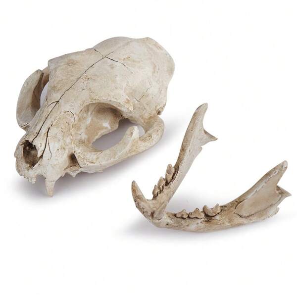1pc Resin Cat Skull Skeleton Head Decorative Ornament Best Gifts Birthday Graduation Home Decor Halloween Decor Fall Decor Room Decor