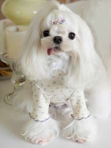 1pc Orange Ditsy Floral Pet Sweater, Suitable For Cats And Small/Medium Dogs, Suitable For Everyday Wear