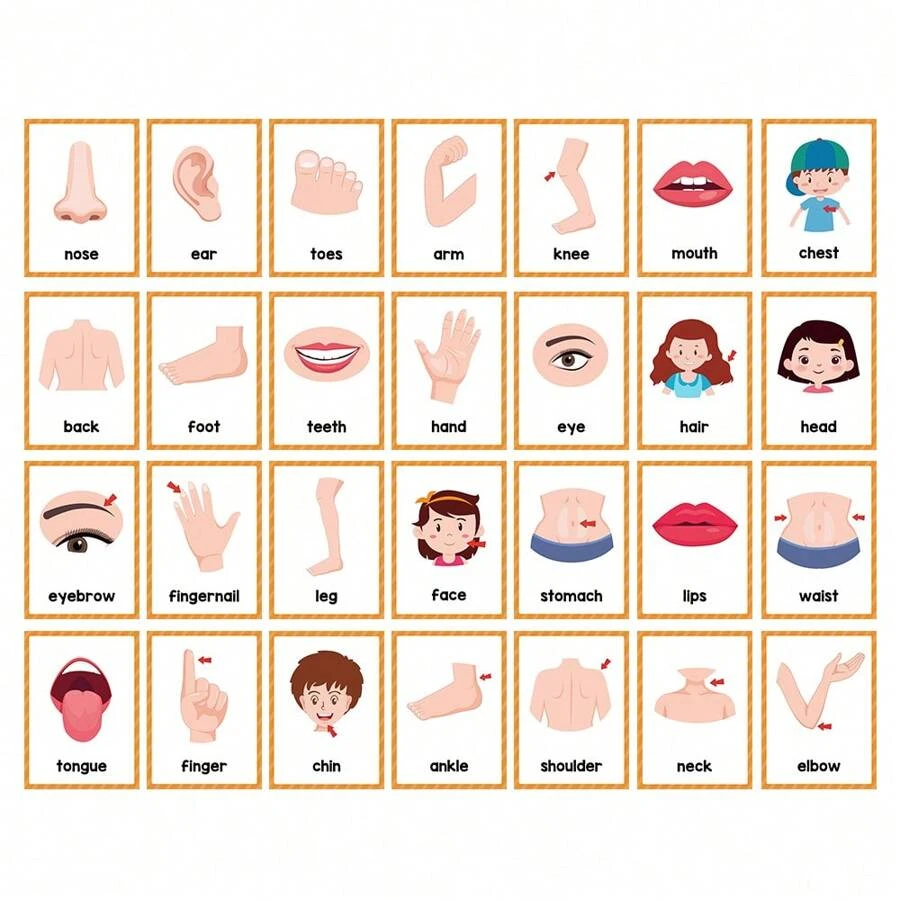 15 Pcs Body Part English Word Flashcards Children Learning Education