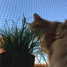 3m * 5m Thick Net Cable Balcony Green Mesh Cat Fence Balcony Cat Protection Net Barrier Net Belt Fixed Plastic Buckle, Window, Terrace, Indoor And Outdoor Cat Net. - Green - View 11