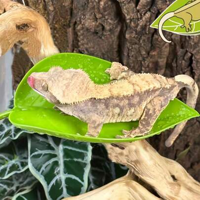 爬行动物攀爬叶栖装饰 - 适用于 Geko、Betta 鱼休息区，吸盘叶栖，适合攀爬宠物，非常适合凤头壁虎、斗鱼和青蛙玻璃容器、水族箱装饰，丰富繁殖环境