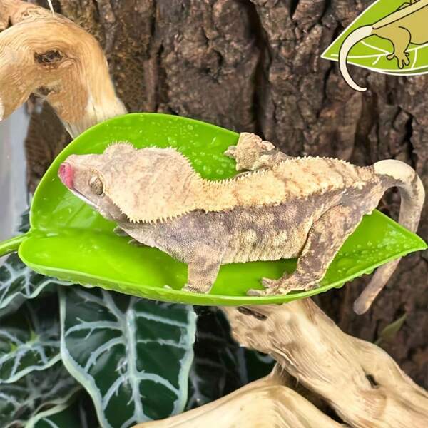 Reptile Climbing Leaf Perching Decor - For Geko,Betta Fish Rest Area,Suction Cup Leaf Perch For Climbing Pets, Ideal For Crested Gecko ,Rumble Fish And Frog Terrariums,Aquarium Terrarium Decoration,Enrich The Breeding Environment