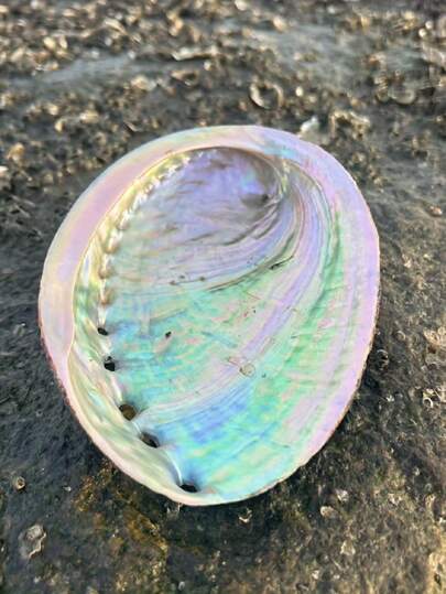 Premium Large Abalone Shell - Perfect For Jewelry Crafting, Meditation & Home Decor | Unique Gift Idea Birthday Gifts Graduation