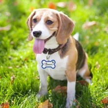 Medagliette per cani incise personalizzate con qualsiasi nome e testo, targhetta per collare per cani con glitter personalizzati, targhetta a forma di osso per identificazione cuccioli e animali domestici