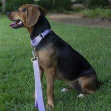 狗颈绳，适合户外散步，可调节狗颈绳，坚固的马丁格尔尼龙狗项圈，可调节柔软小狗宠物项圈，适用于小型大型犬训练控制，防止滑落 - 彩色 - 查看 6