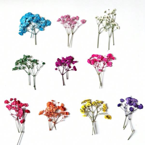 12 piezas de flores secas de Gypsophila, flores prensadas para ramos pequeños, especímenes vegetales, material transparente para marcapáginas, fundas de teléfono móvil de resina epoxi, hacer marcos de fotos