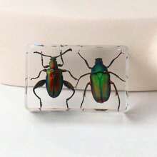 1pc Real Insect & Plant Model Set, Multispecies Insect Collection Transparent Model, Creative Gift Decor, Insect Teaching Tool, Permanent Preserved Animal Insect Combination Sample, 2pcs Golden Beetles, 3pcs Ladybugs, 3pcs Leaf Beetles, 2pcs Spiders, 2pcs Ants, 2pcs Stinkbugs, Multicolor Beetle Insect Model Set, Educational Learning Toy - Multicolor - View 24