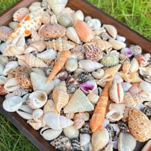 60, 120g/Bag Red Charm Shell Sand Pen Snail Tower Snail Various Shell Snails Fish Tank Decoration Home Decor Shooting Props Charming Glossy Shell Snail Best Gifts Birthday Graduation
