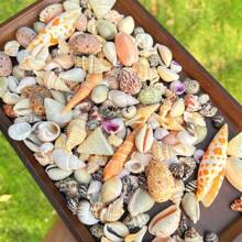 60, 120g/Bag Red Charm Shell Sand Pen Snail Tower Snail Various Shell Snails Fish Tank Decoration Home Decor Shooting Props Charming Glossy Shell Snail Best Gifts Birthday Graduation