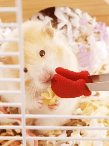 Pince d'alimentation mignonne pour hamster, pinces pour nourrir le hamster doré, jouet miniature amusant et interactif pour nourrir le pain et les vers