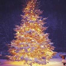 BackID 12/24 Pack Fairy String Lights With Battery Power - 20 LED 6.5ft Waterproof Silver Wire Firefly Lights, Starry Sky Lights For Indoor Christmas Party Table Decoration, Warm White