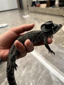 1 pieza Decoración de sombrero creativo con diseño de pollito, estilo de color aleatorio con loro, oso de peluche, serpiente mascota, pájaro, lagarto, rana, sombrero de pollo