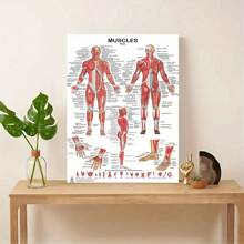 1 Unframed Human Muscular System Anatomy Diagram - Anatomy Poster Of Human Muscles For Fitness And Exercise Education - Multicolor - View 5