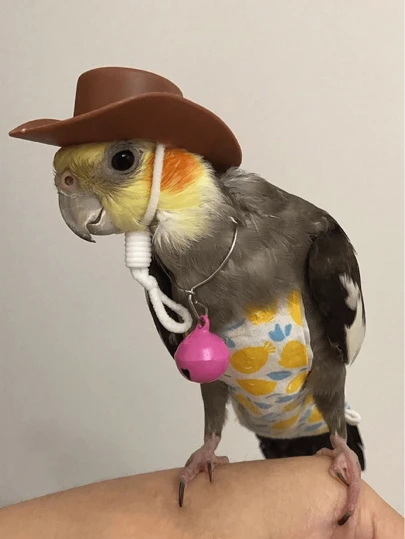 1 件创意小鸟小鸡帽子装饰，颜色随机款式鹦鹉、泰迪熊、宠物蛇、小鸟、蜥蜴、青蛙、小鸡帽子，颜色随机