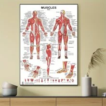 1 Unframed Human Muscular System Anatomy Diagram - Anatomy Poster Of Human Muscles For Fitness And Exercise Education - Multicolor - View 1