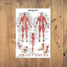 1 Unframed Human Muscular System Anatomy Diagram - Anatomy Poster Of Human Muscles For Fitness And Exercise Education - Multicolor - View 6