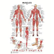 1 Unframed Human Muscular System Anatomy Diagram - Anatomy Poster Of Human Muscles For Fitness And Exercise Education - Multicolor - View 4