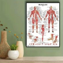 1 Unframed Human Muscular System Anatomy Diagram - Anatomy Poster Of Human Muscles For Fitness And Exercise Education - Multicolor - View 10