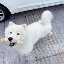 Natural Coffee Wood Dog Chew Toy - Durable Chew Stick For All Breeds, Promotes Dental Health And Interactive Training - Multicolor - View 3