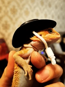 1 pieza Decoración de sombrero creativo con diseño de pollito, estilo de color aleatorio con loro, oso de peluche, serpiente mascota, pájaro, lagarto, rana, sombrero de pollo