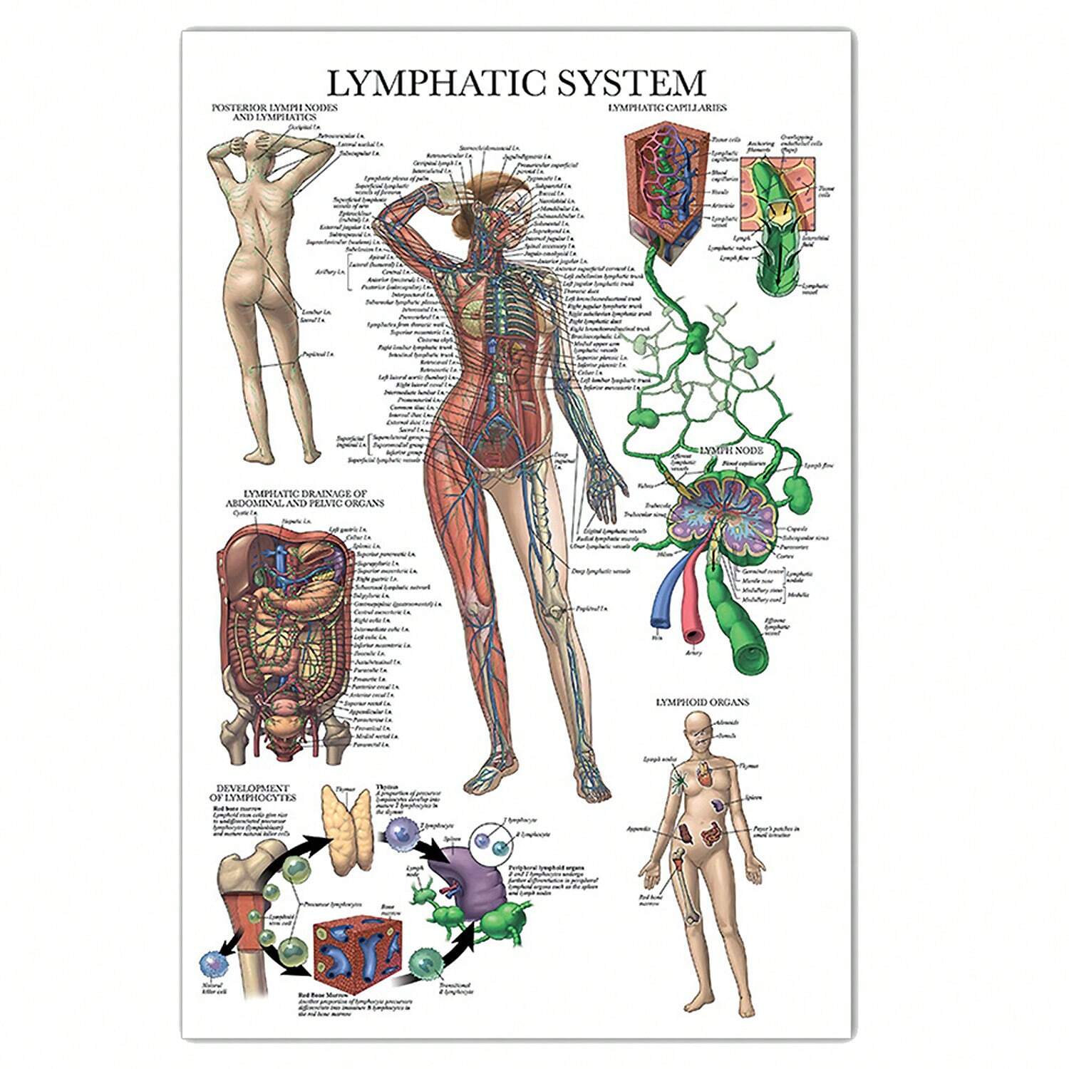 18x24 Laminated Charts 19 Pack Anatomy Posters – Laminated Medical ...