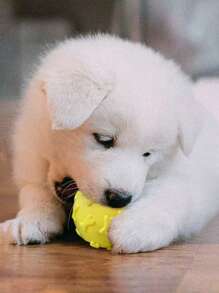 1 TPR Pet Bite Toy, Dog Toy, Cat Toy, Ball Rubber Toy, Interactive, Throwing Ball
